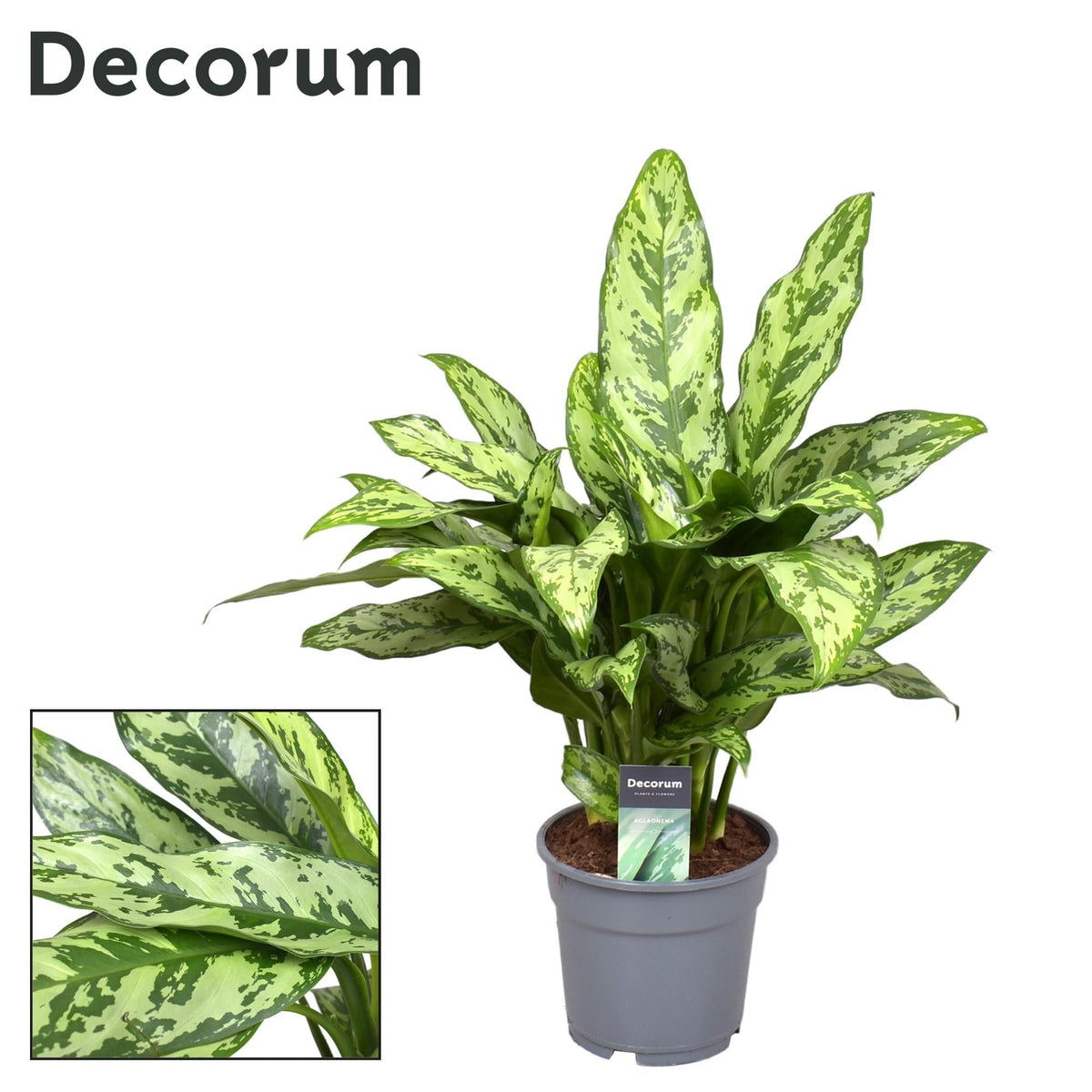 Aglaonema – Kolbenfaden - verschieden Farben - 35 - 80 cm - Green Guardia - Ihr Experte für Schädlinge und Pflanzen