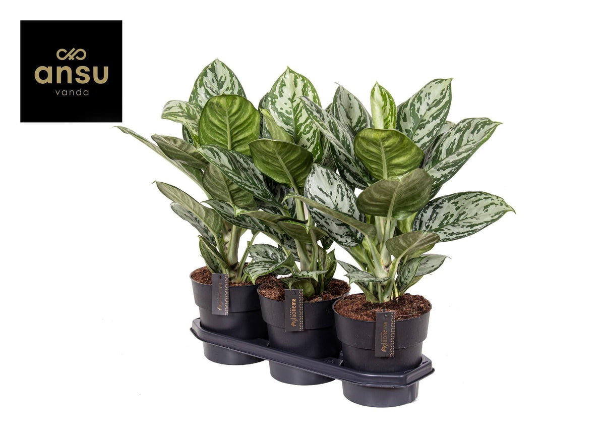 Aglaonema – Kolbenfaden - verschieden Farben - 35 - 80 cm - Green Guardia - Ihr Experte für Schädlinge und Pflanzen