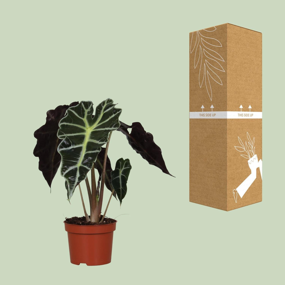 Alocasia Amazonica ‘Polly’ – Elefantenohr - 12 cm Topf, 30 cm hoch - Green Guardia - Ihr Experte für Schädlinge und Pflanzen