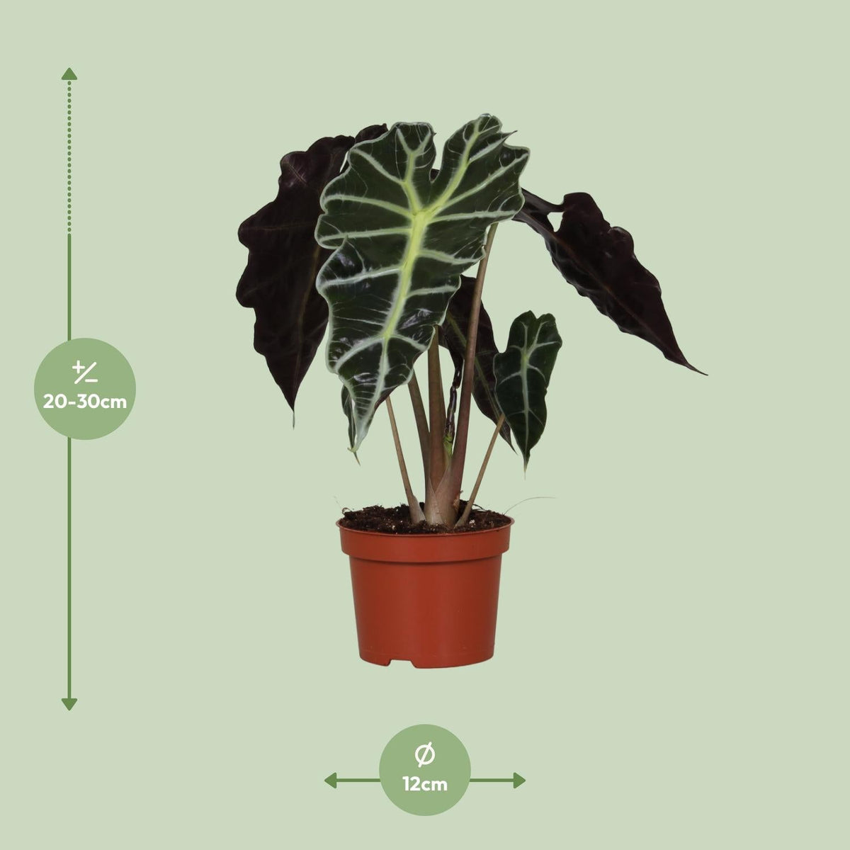 Alocasia Amazonica ‘Polly’ – Elefantenohr - 12 cm Topf, 30 cm hoch - Green Guardia - Ihr Experte für Schädlinge und Pflanzen