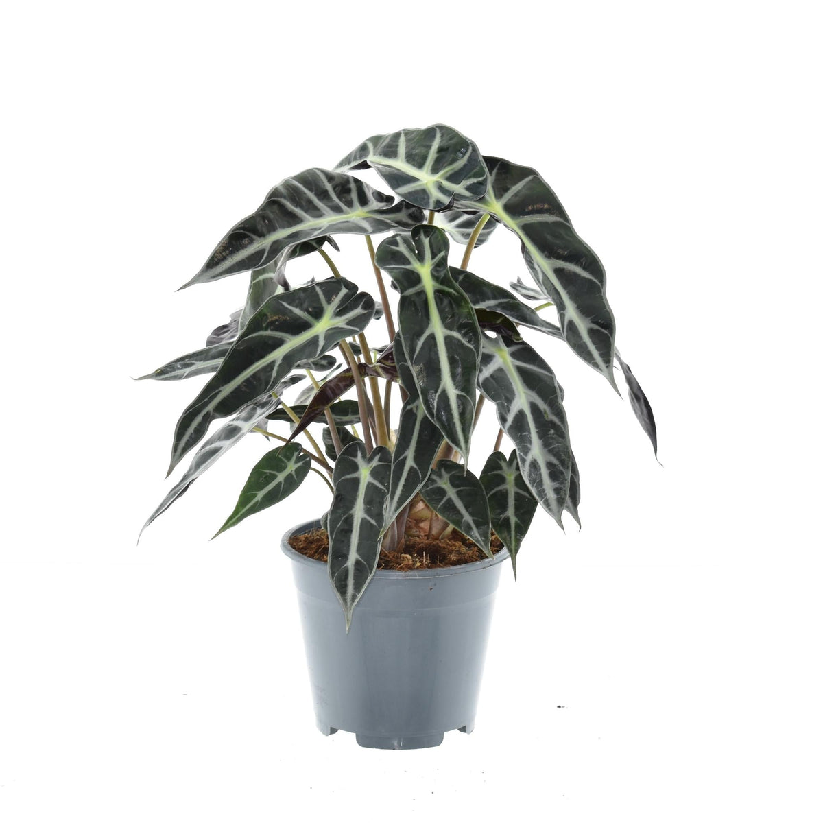 Alocasia ‘Bambino Arrow’ – Elefantenohr – 14 cm Topf, 40 cm hoch - Green Guardia - Ihr Experte für Schädlinge und Pflanzen