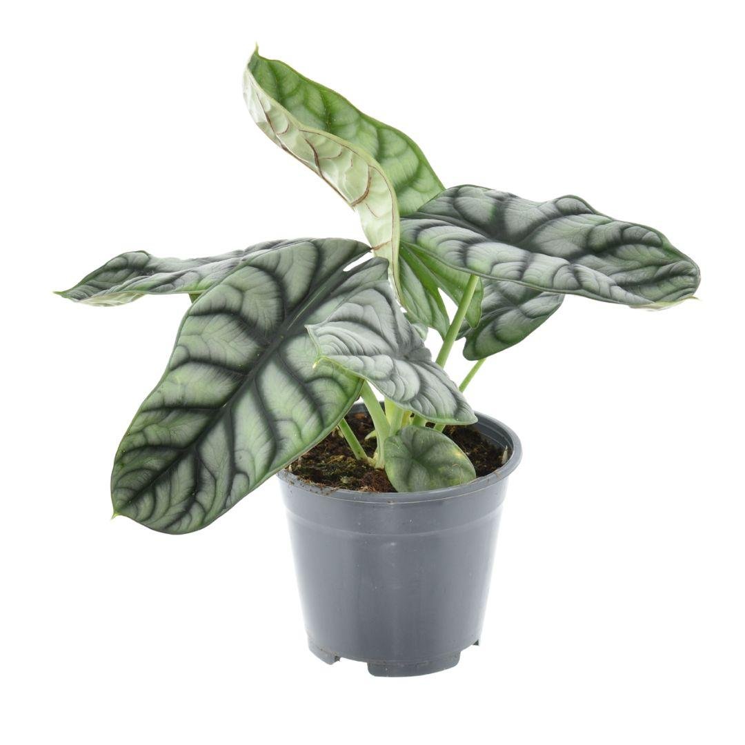 Alocasia nebula ‘Silver Compacta’ – Elefantenohr – 14 cm Topf, 30 cm hoch - Green Guardia - Ihr Experte für Schädlinge und Pflanzen