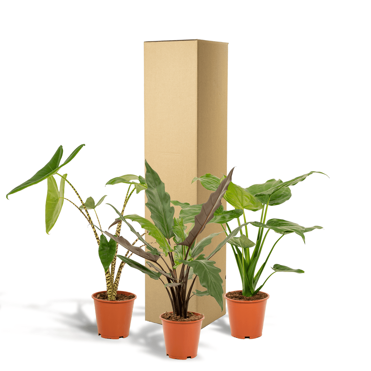 Alocasia zebrina, Alocasia cucullata & Alocasia lauterbachiana – 3 Pflanzen – 19 cm Topf, ca. 60–75 cm hoch - Green Guardia - Ihr Experte für Schädlinge und Pflanzen