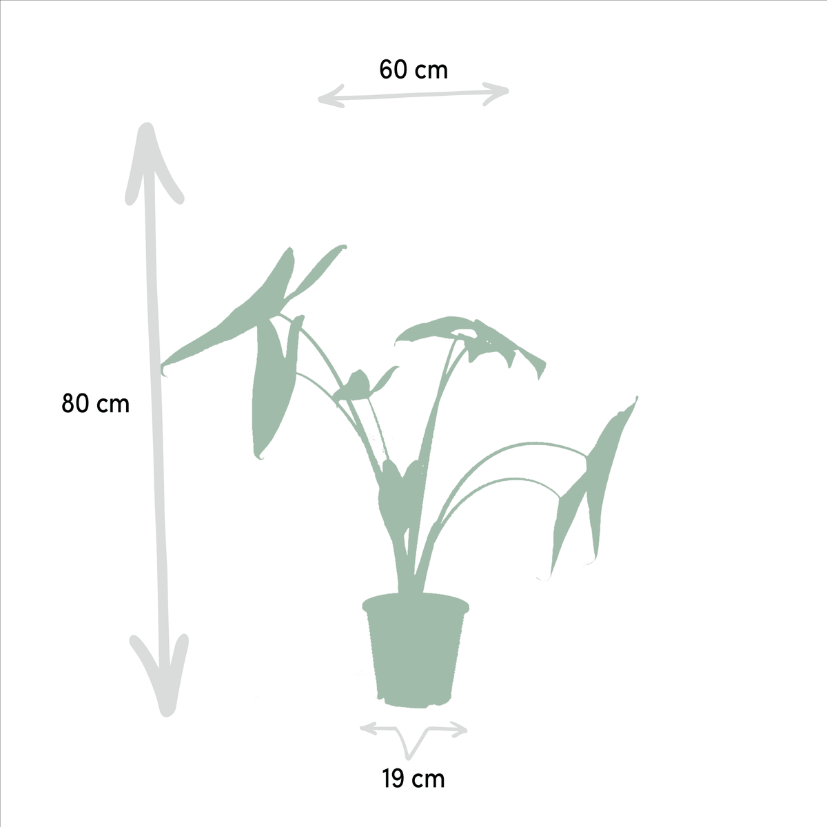 Alocasia zebrina & Alocasia lauterbachiana – Elefantenohr – 2 Pflanzen – 19 cm Topf, 75 cm hoch - Green Guardia - Ihr Experte für Schädlinge und Pflanzen