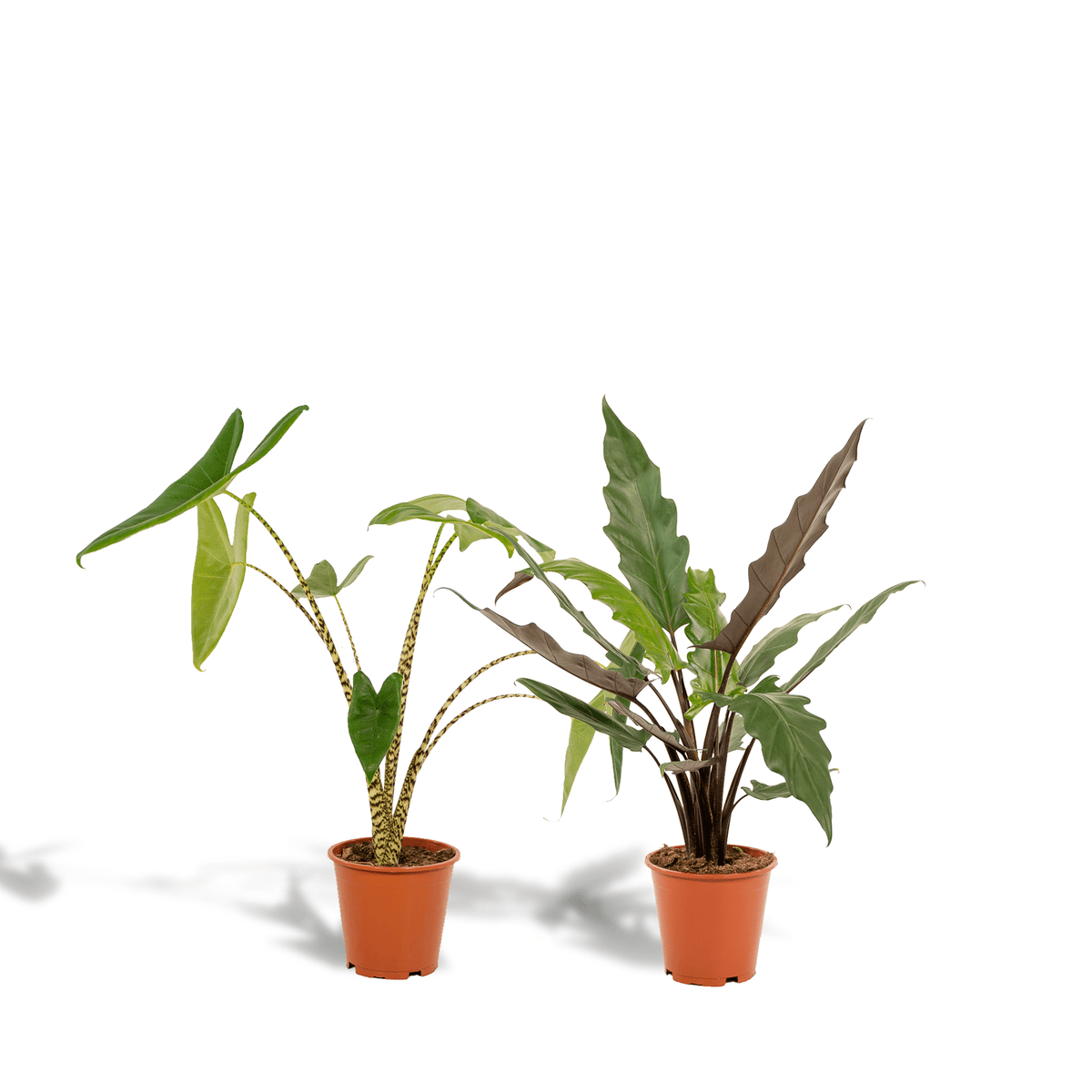 Alocasia zebrina & Alocasia lauterbachiana – Elefantenohr – 2 Pflanzen – 19 cm Topf, 75 cm hoch - Green Guardia - Ihr Experte für Schädlinge und Pflanzen