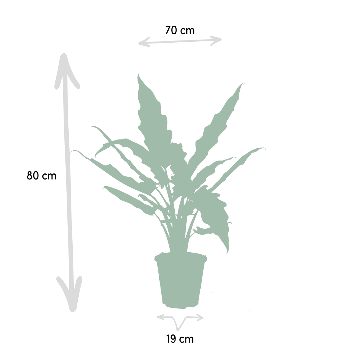 Alocasia zebrina & Alocasia lauterbachiana – Elefantenohr – 2 Pflanzen – 19 cm Topf, 75 cm hoch - Green Guardia - Ihr Experte für Schädlinge und Pflanzen