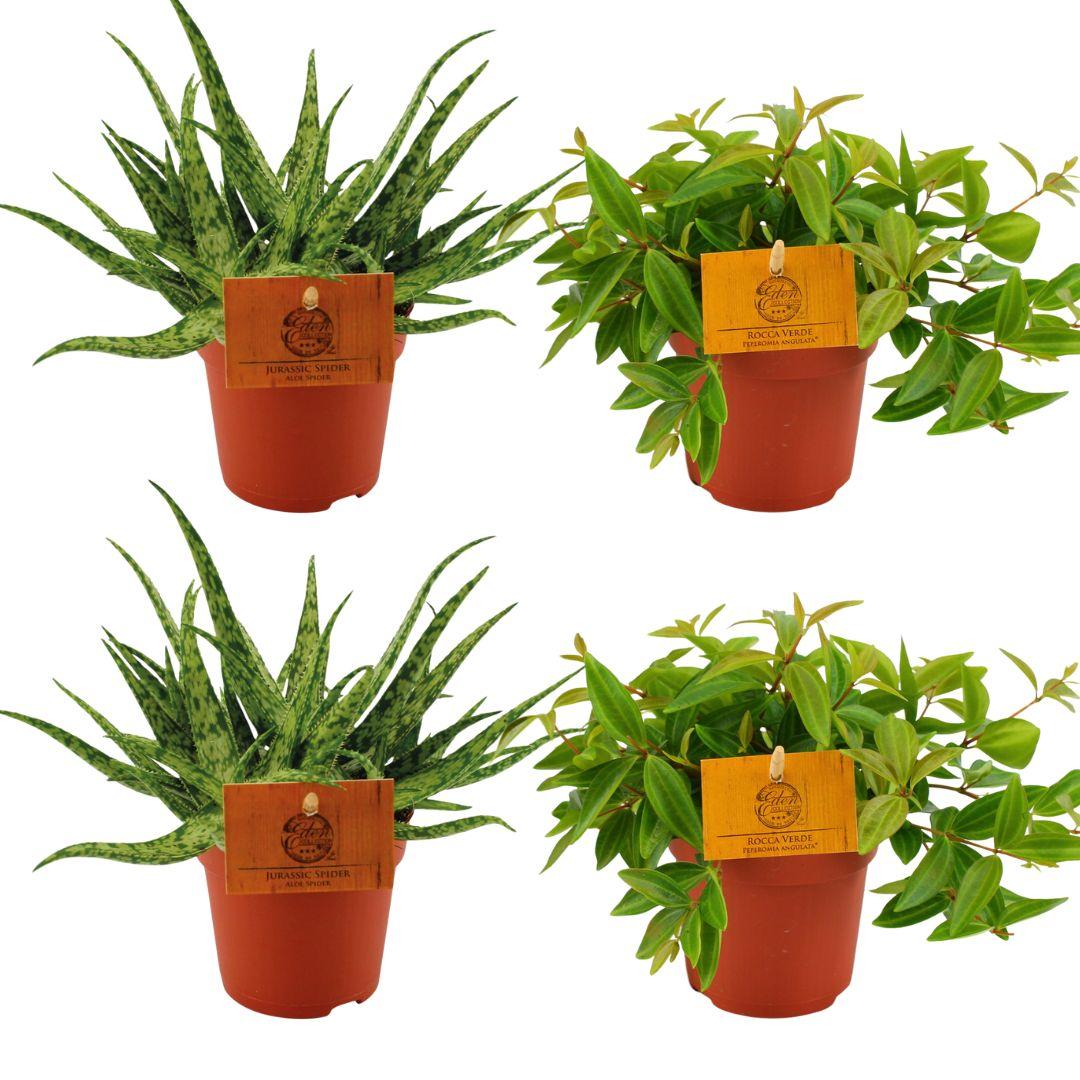 Aloe ‘Spider’ & Peperomia angulata ‘Rocca Vivace’ – 4 Pflanzen – 10,5 cm Topf, 10 cm hoch - Green Guardia - Ihr Experte für Schädlinge und Pflanzen