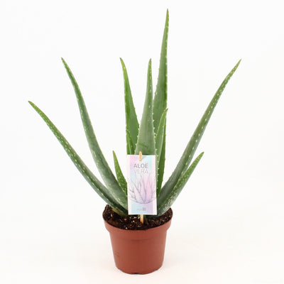 Aloe Vera – Echte Aloe - 40 - 70 cm - Green Guardia - Ihr Experte für Schädlinge und Pflanzen