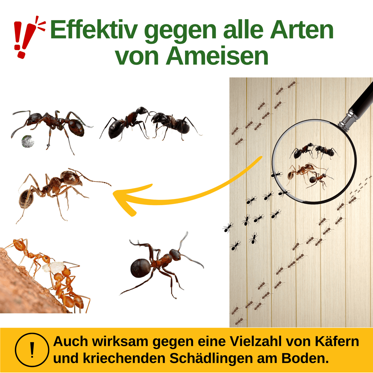 Ameisen Falle mit Pheromon - Lockstoff - Green Guardia - Ihr Experte für Schädlinge und Pflanzen