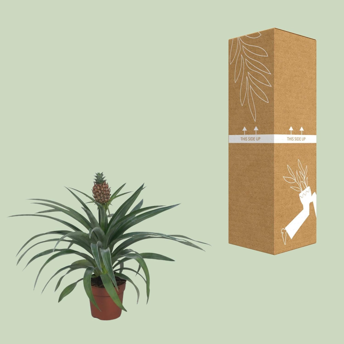 Ananas ‘Mi Amigo’ – Zierananas - 12 cm Topf, 40 cm - Green Guardia - Ihr Experte für Schädlinge und Pflanzen