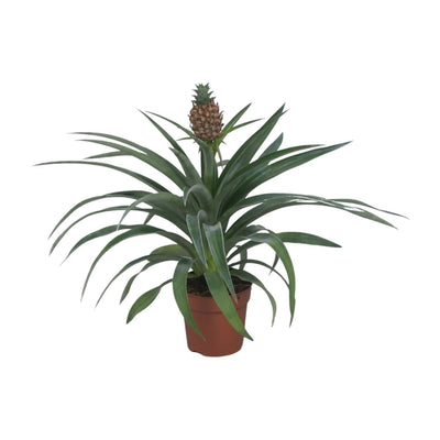 Ananas ‘Mi Amigo’ – Zierananas - 12 cm Topf, 40 cm - Green Guardia - Ihr Experte für Schädlinge und Pflanzen