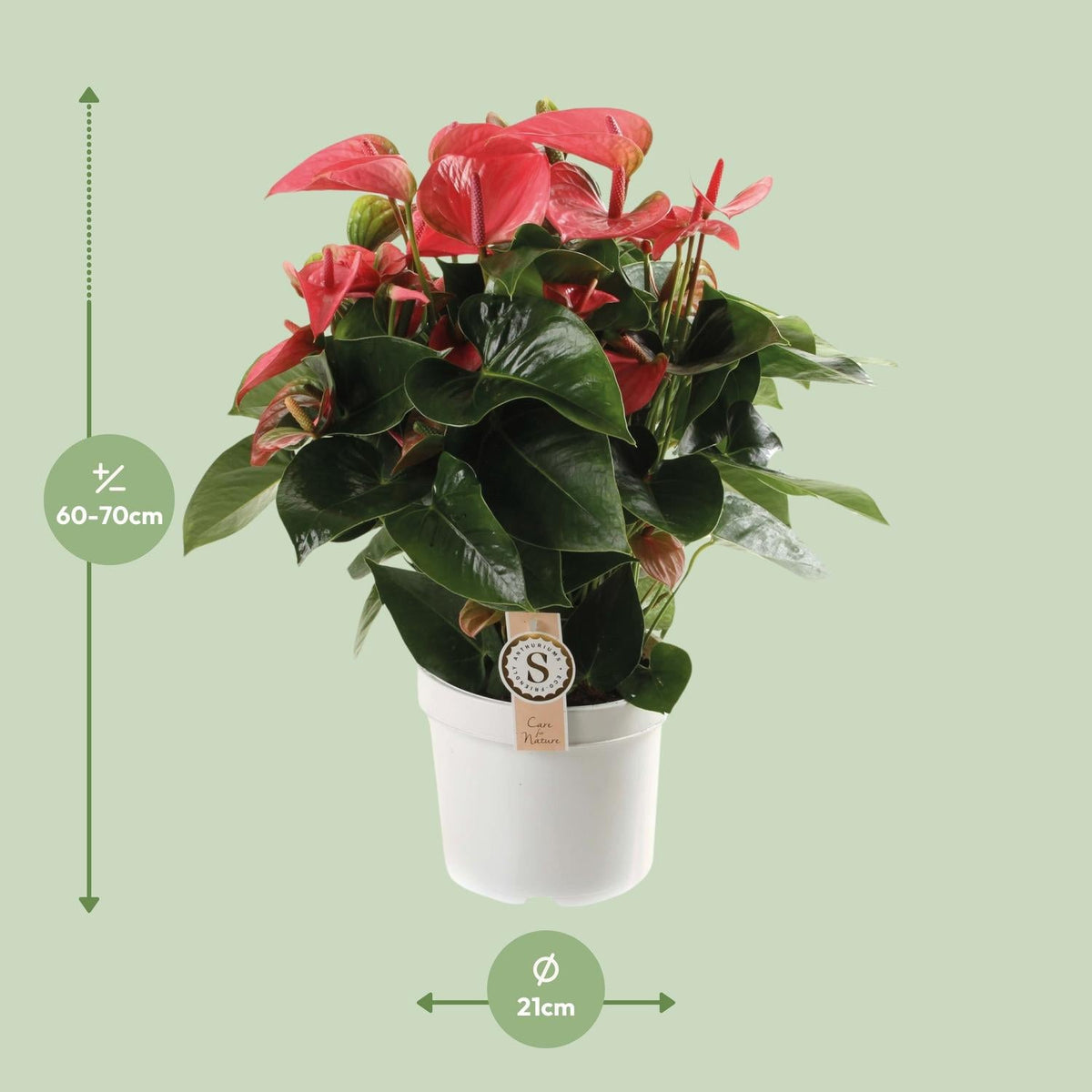 Anthurium – Flamingoblume - verschiedene Farben & Größen - 35 - 90 cm - Green Guardia - Ihr Experte für Schädlinge und Pflanzen