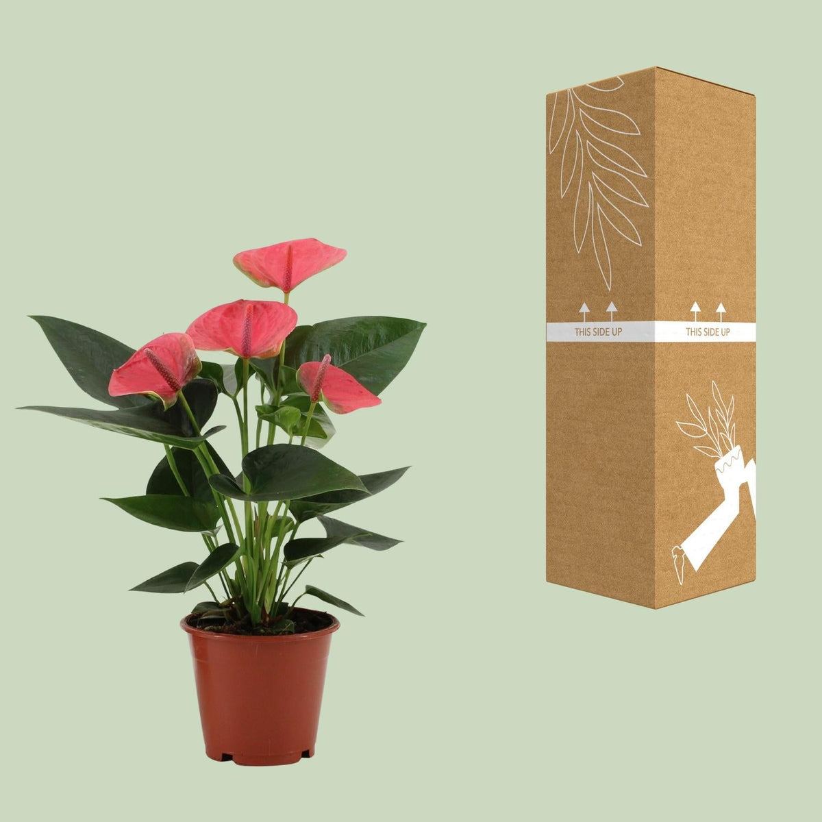 Anthurium – Flamingoblume - verschiedene Farben & Größen - 35 - 90 cm - Green Guardia - Ihr Experte für Schädlinge und Pflanzen