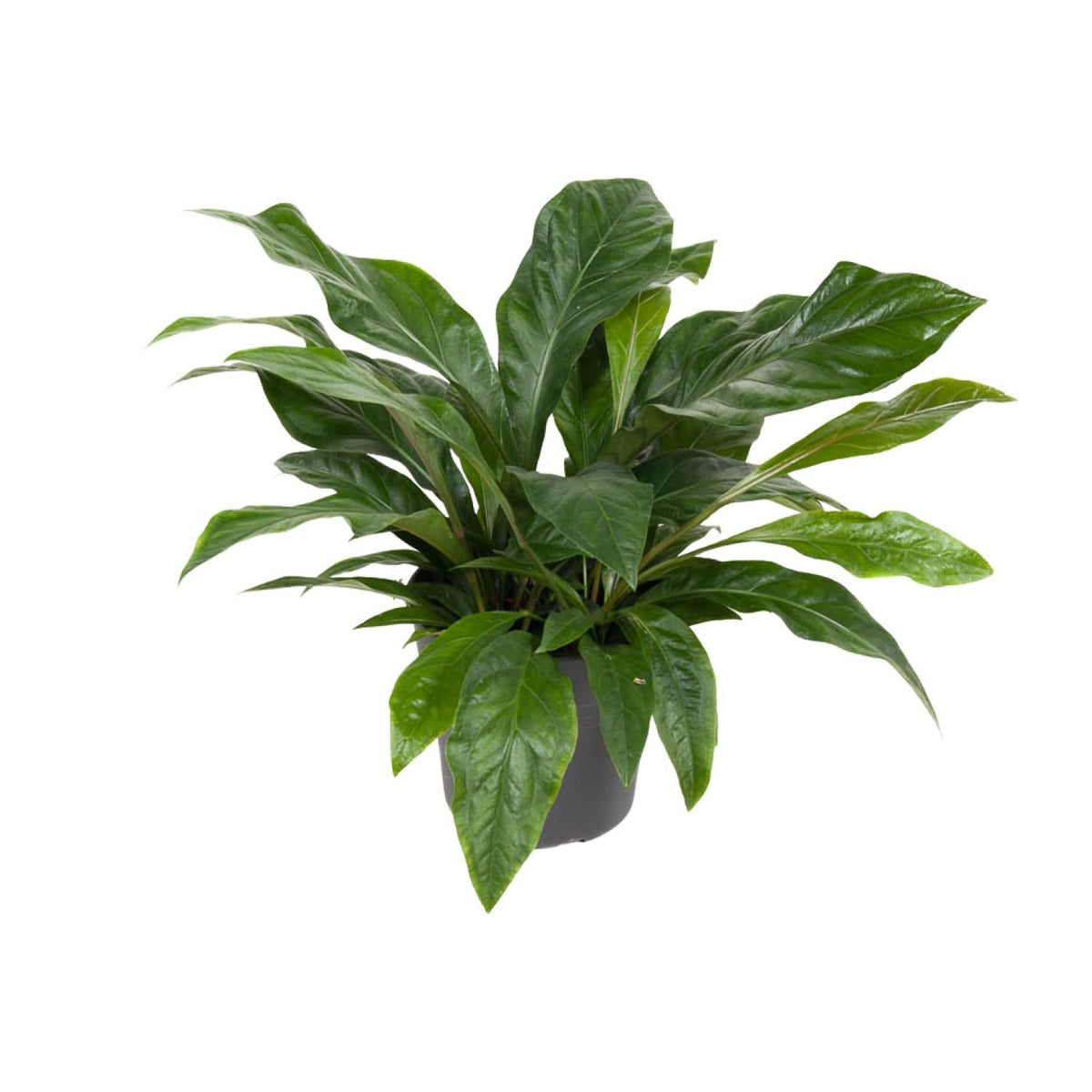 Anthurium ‘Jungle Bush’ – Flamingoblume – 30 cm Topf, 70 cm hoch - Green Guardia - Ihr Experte für Schädlinge und Pflanzen