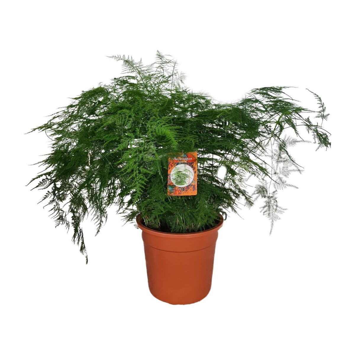 Asparagus Setaceus – Spargelfarn - 30 - 70 cm - Green Guardia - Ihr Experte für Schädlinge und Pflanzen