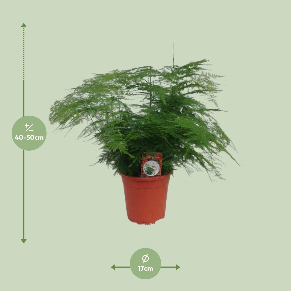 Asparagus Setaceus – Spargelfarn - 30 - 70 cm - Green Guardia - Ihr Experte für Schädlinge und Pflanzen