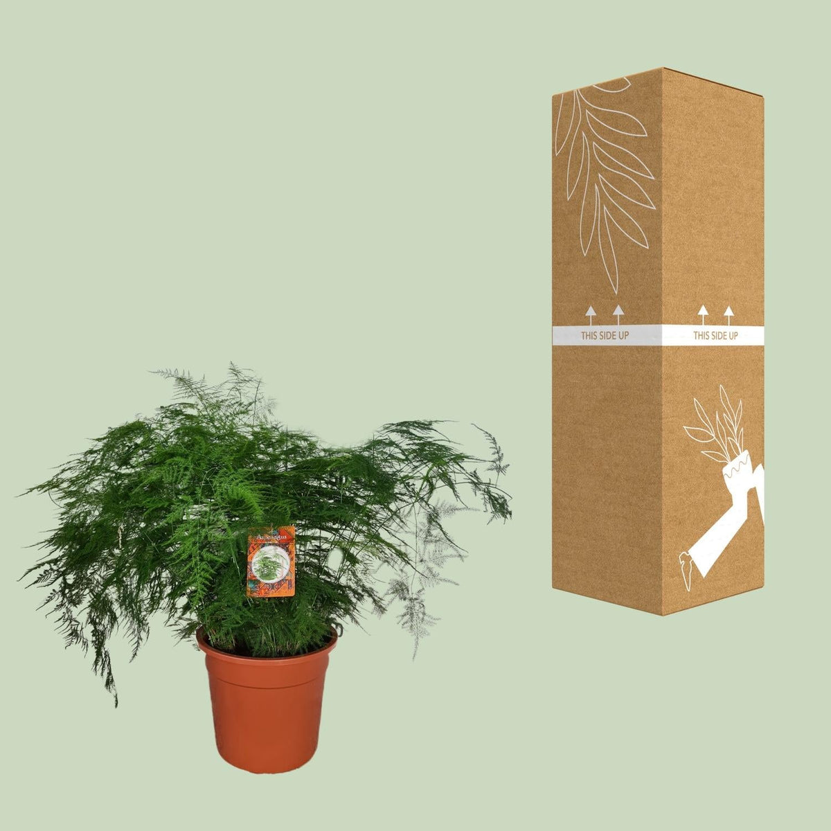 Asparagus Setaceus – Spargelfarn - 30 - 70 cm - Green Guardia - Ihr Experte für Schädlinge und Pflanzen