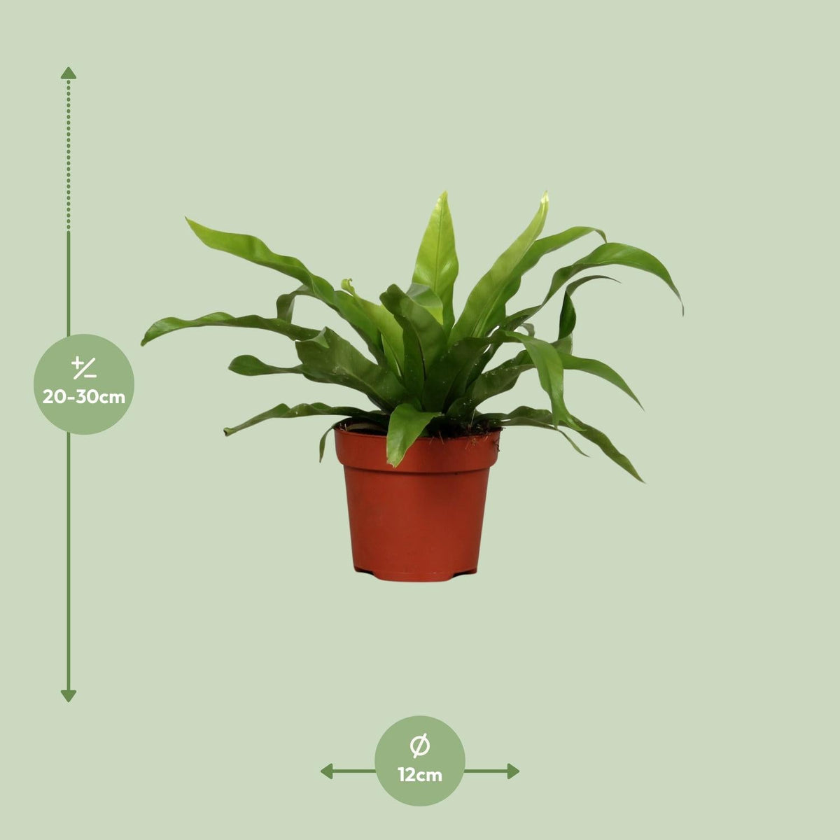 Asplenium antiquum – Nestfarn – verschiedene Größen - 25 - 60 cm hoch - Green Guardia - Ihr Experte für Schädlinge und Pflanzen