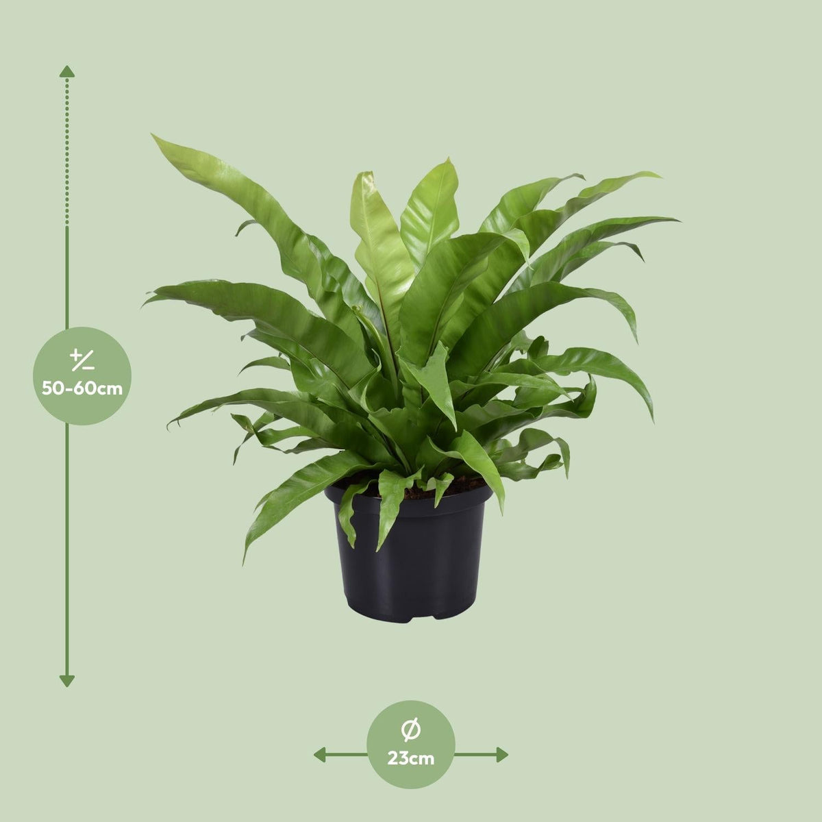 Asplenium antiquum – Nestfarn – verschiedene Größen - 25 - 60 cm hoch - Green Guardia - Ihr Experte für Schädlinge und Pflanzen