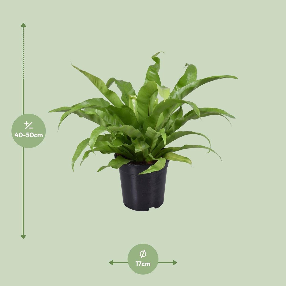 Asplenium antiquum – Nestfarn – verschiedene Größen - 25 - 60 cm hoch - Green Guardia - Ihr Experte für Schädlinge und Pflanzen