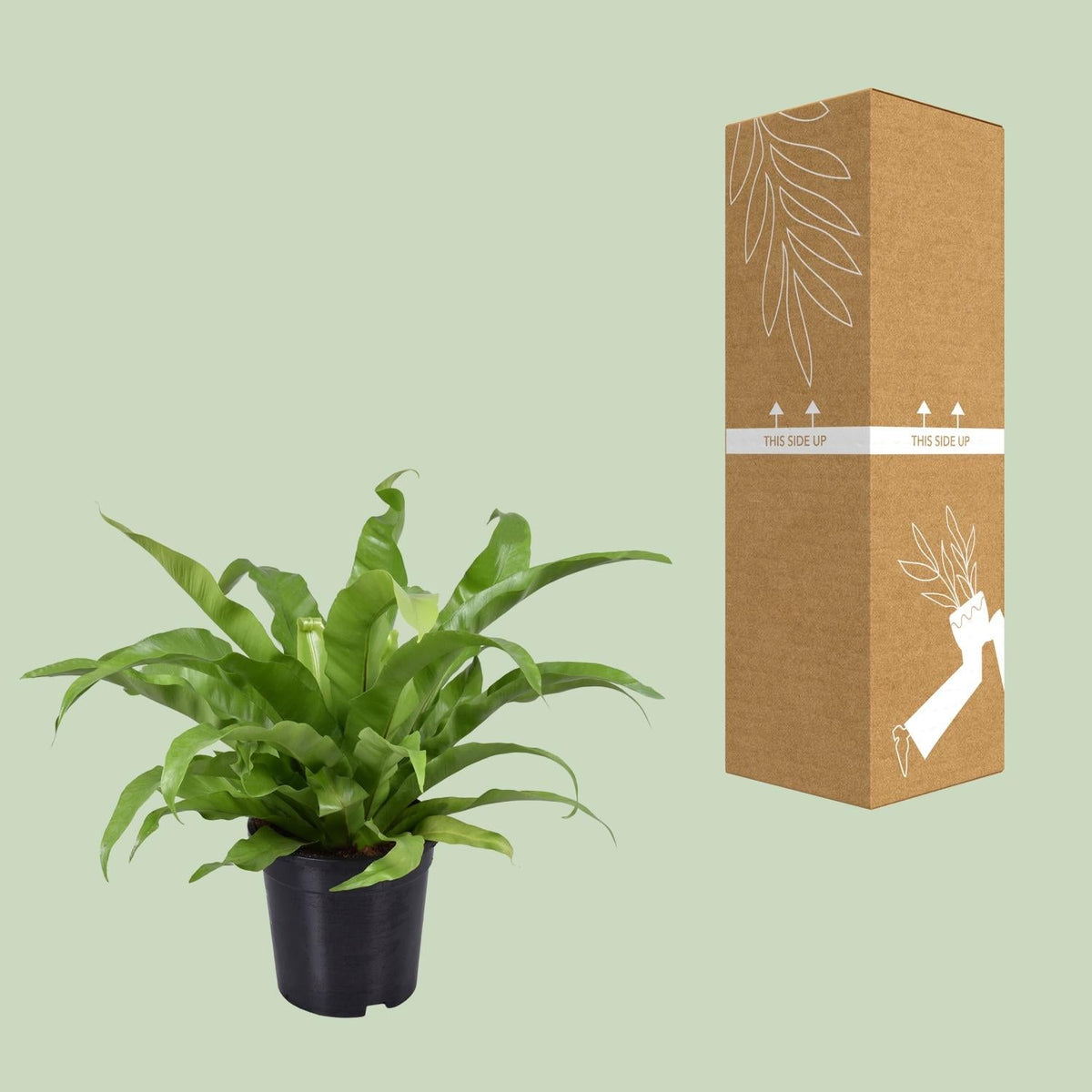 Asplenium antiquum – Nestfarn – verschiedene Größen - 25 - 60 cm hoch - Green Guardia - Ihr Experte für Schädlinge und Pflanzen