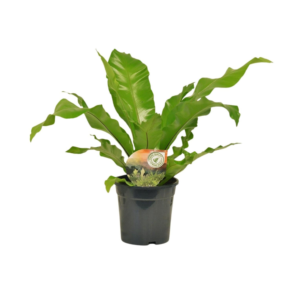Asplenium nidus – Nestfarn – verschiedene Größen - 35 - 60 cm hoch - Green Guardia - Ihr Experte für Schädlinge und Pflanzen