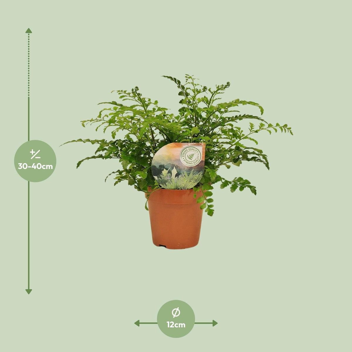 Asplenium ‘Parvati’ – Nestfarn – verschiedene Größen - 25 - 30 cm hoch - Green Guardia - Ihr Experte für Schädlinge und Pflanzen