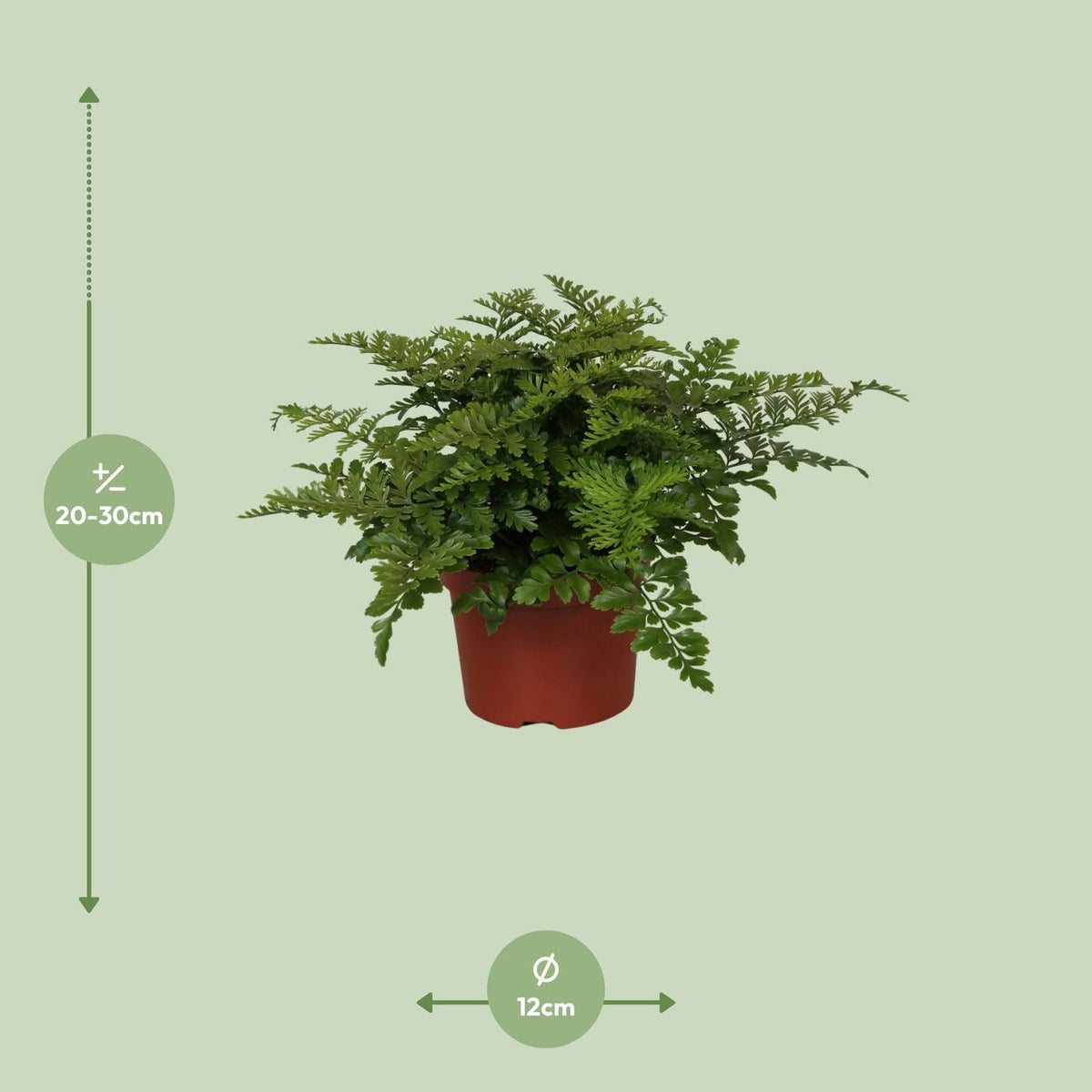 Asplenium ‘Parvati’ – Nestfarn – verschiedene Größen - 25 - 30 cm hoch - Green Guardia - Ihr Experte für Schädlinge und Pflanzen
