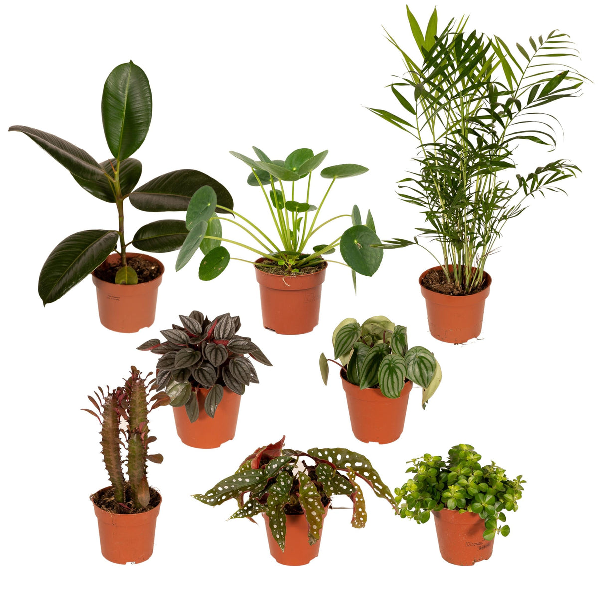 Außenseiterbox - Überraschungsbox – Mix einzigartiger Pflanzen - 8 - 12 Pflanzen pro Set - Green Guardia - Ihr Experte für Schädlinge und Pflanzen