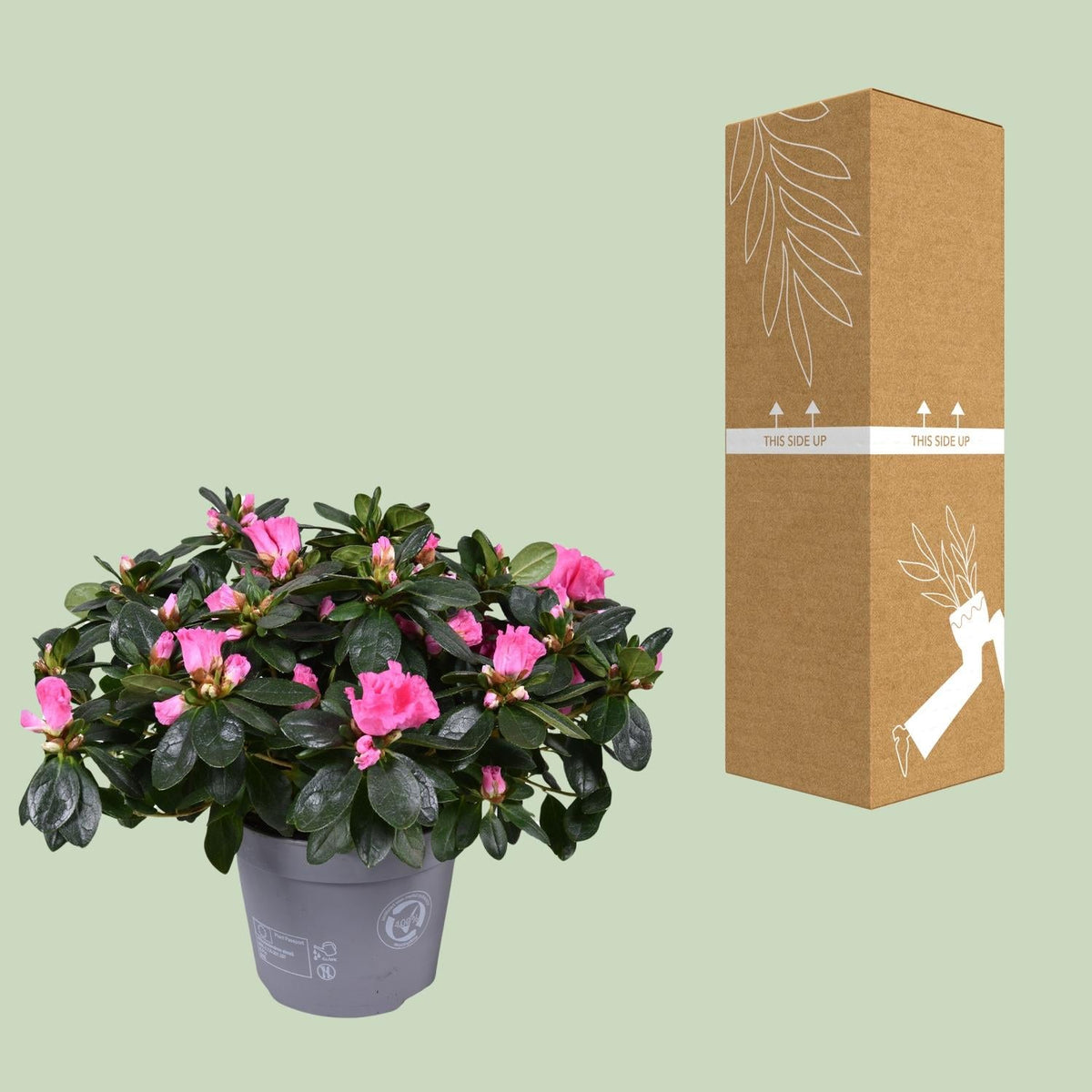 Azalea ‘Rose Vogel’ – kompakte Blütenpflanze, 14 cm Topf, 30 cm Höhe - Green Guardia - Ihr Experte für Schädlinge und Pflanzen