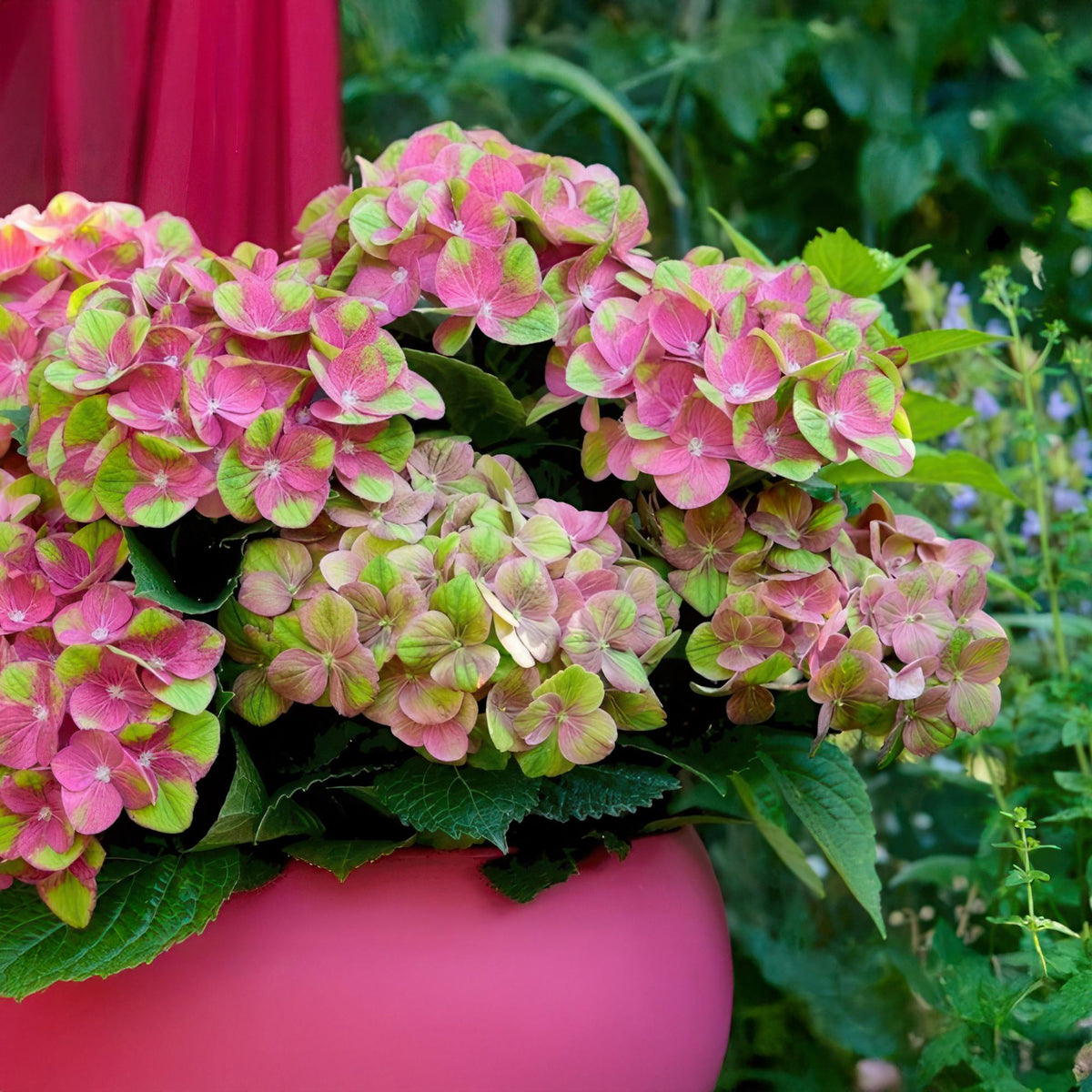 Balkonpflanze Hortensie ‘Magical Green Fire’ – 6–10 Blüten, rosa - grün, Topf 23 cm, 55 cm hoch - Green Guardia - Ihr Experte für Schädlinge und Pflanzen