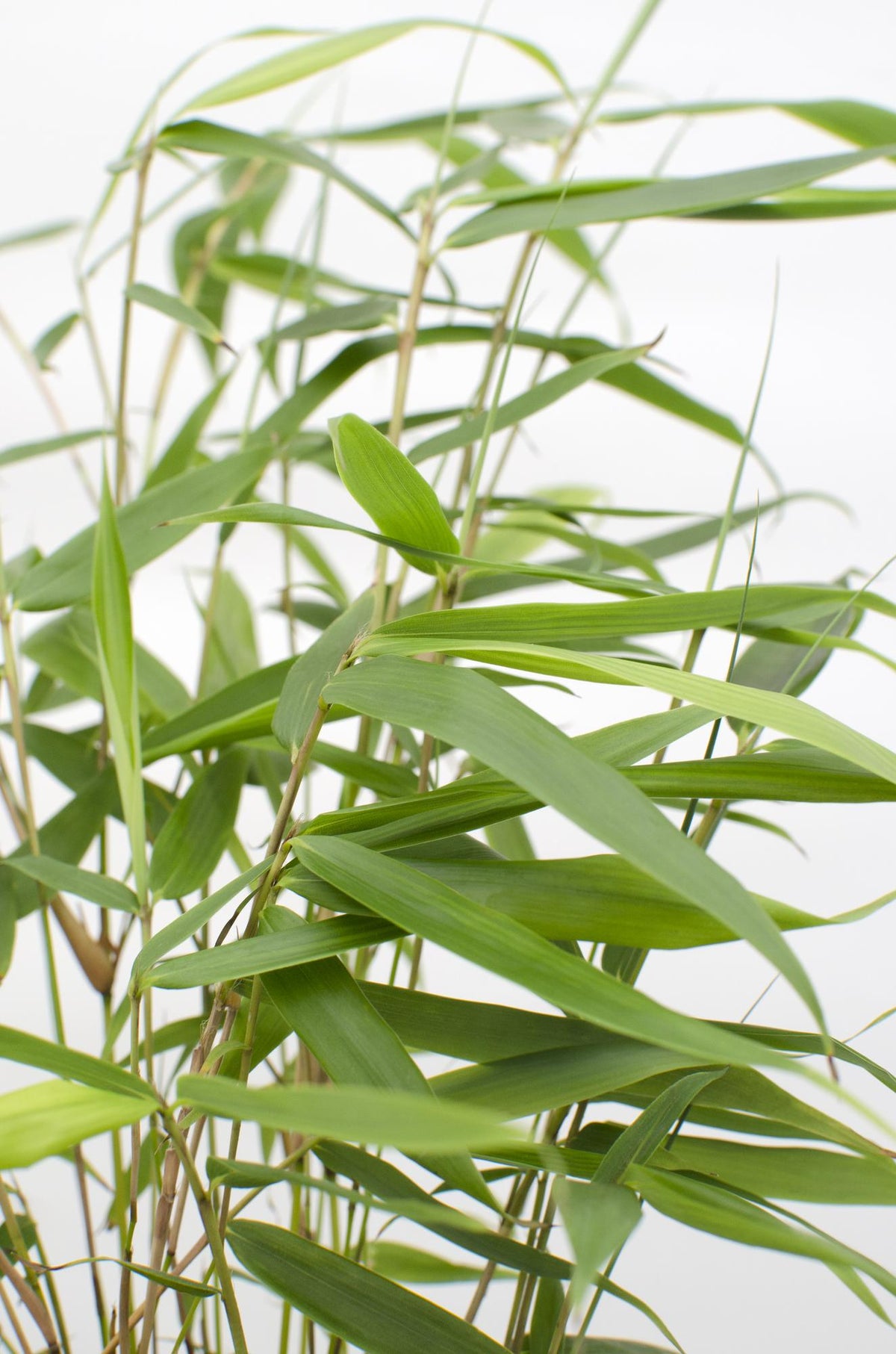 Bambus ‘Pingwu’ – winterharte Fargesia robusta, 14 cm Topf, 40 cm hoch - Green Guardia - Ihr Experte für Schädlinge und Pflanzen