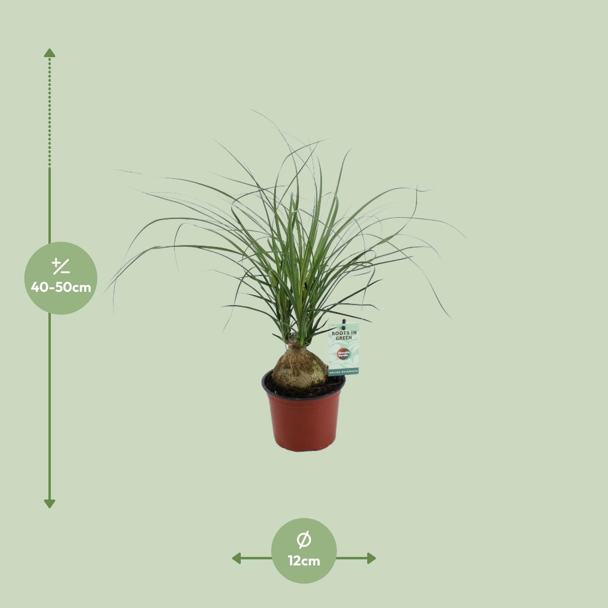 Beaucarnea Recurvata – Elefantenfuß - 12 cm Topf, 45 cm hoch - Green Guardia - Ihr Experte für Schädlinge und Pflanzen