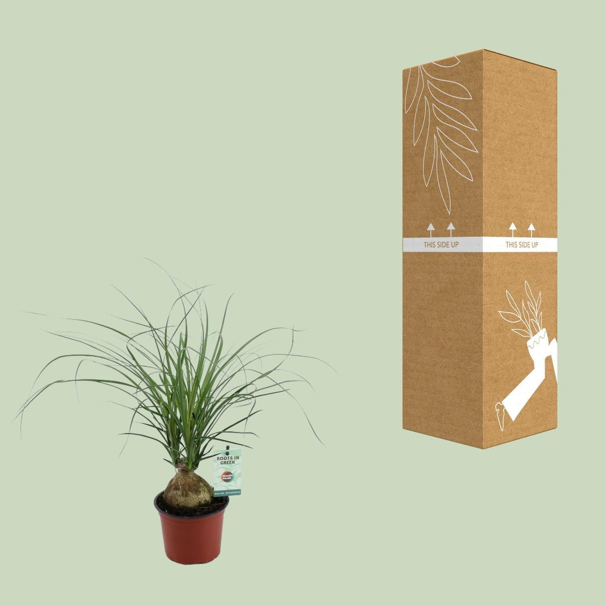 Beaucarnea Recurvata – Elefantenfuß - 12 cm Topf, 45 cm hoch - Green Guardia - Ihr Experte für Schädlinge und Pflanzen