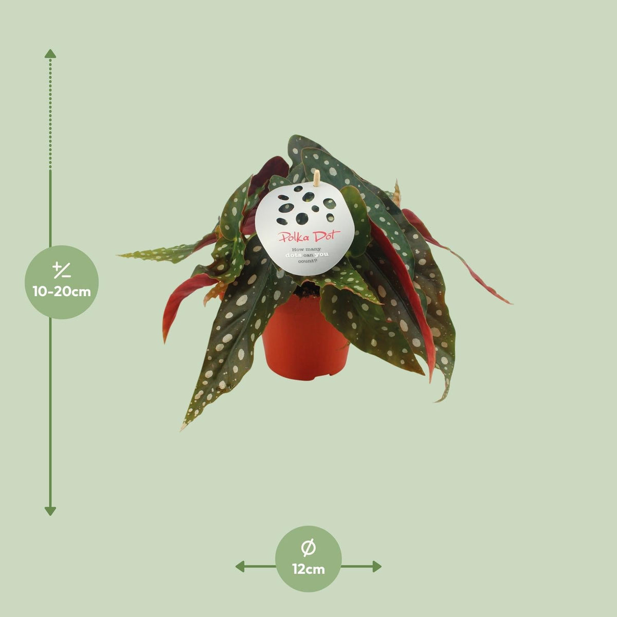 Begonia Maculata – Forellenbegonie - 12 cm Topf, 20 cm hoch - Green Guardia - Ihr Experte für Schädlinge und Pflanzen
