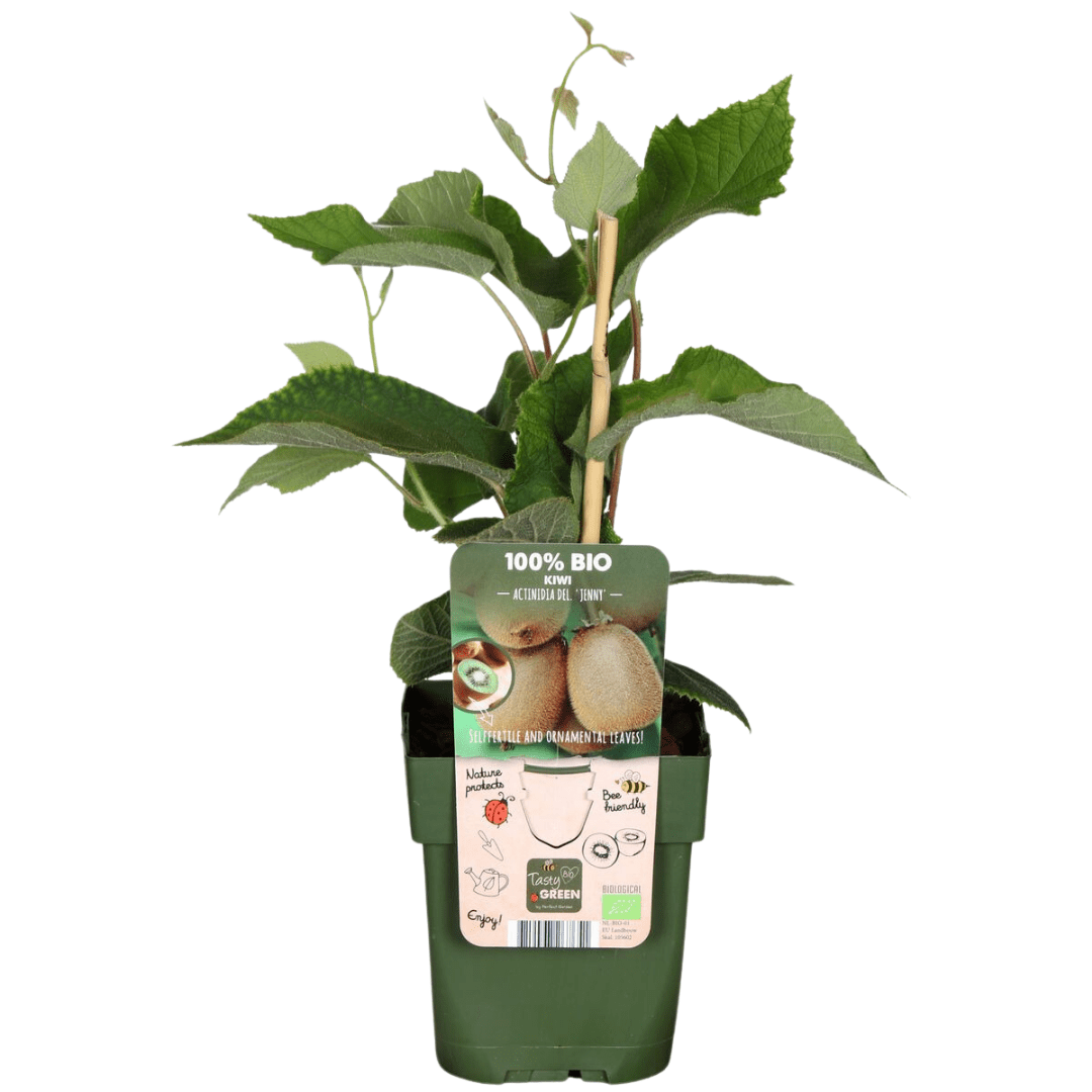 Bio - Kiwi – Jungpflanze im 13 cm Topf, ca. 20 cm hoch - Green Guardia - Ihr Experte für Schädlinge und Pflanzen