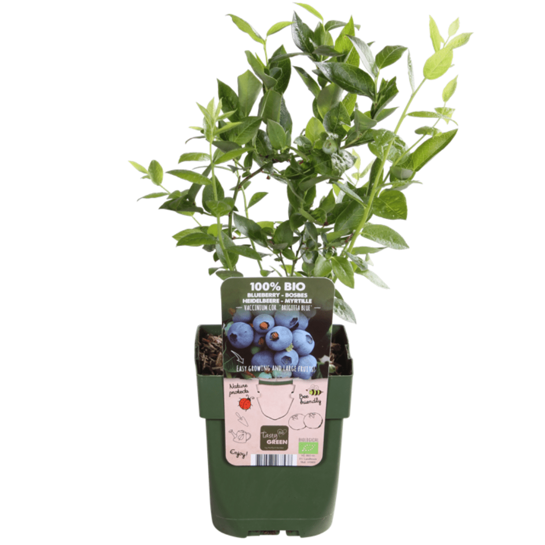 BIO Obstpflanzen - Mix „Sommerfrüchte“ – Set mit 4 Sorten - Green Guardia - Ihr Experte für Schädlinge und Pflanzen