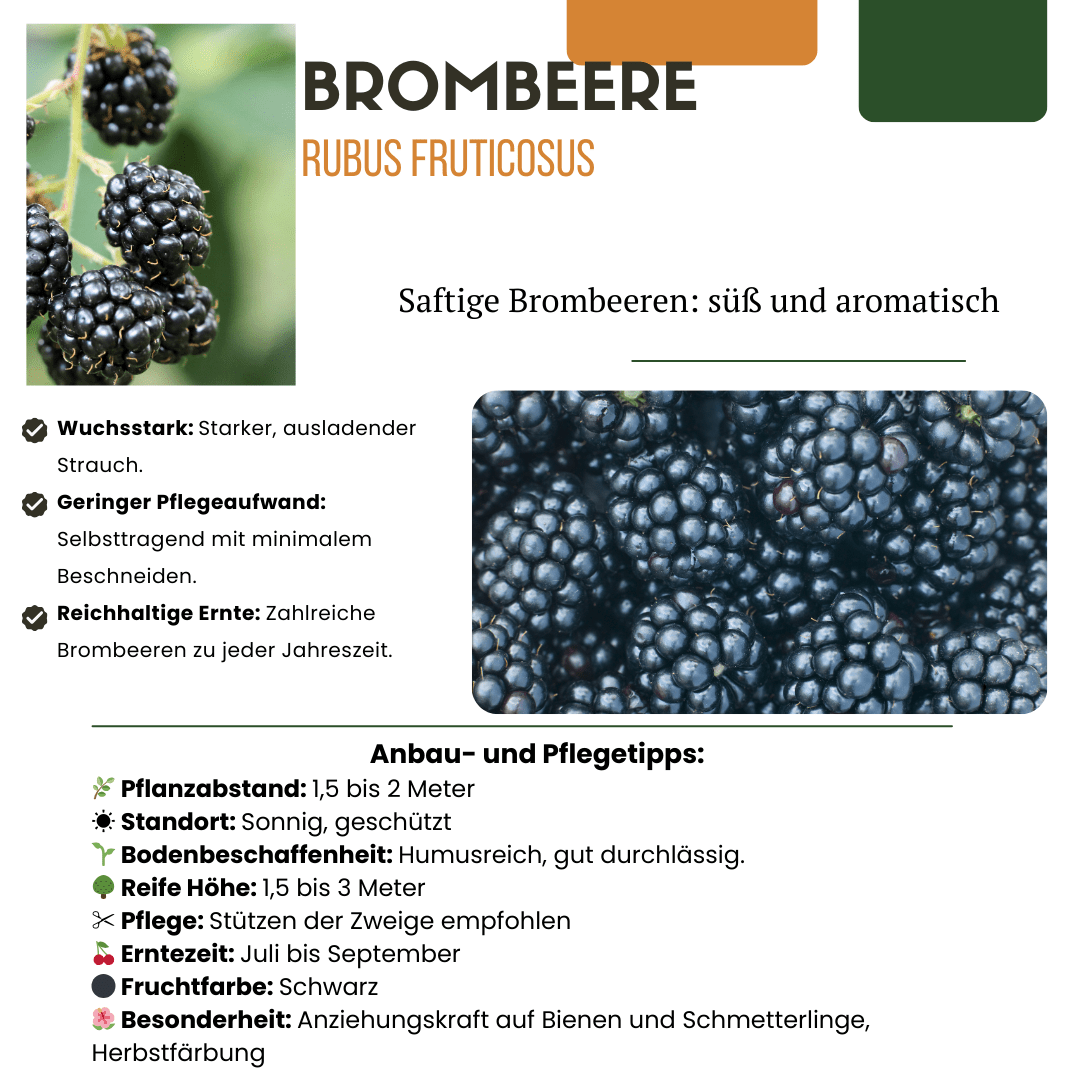 BIO Obstpflanzen - Mix „Sommerfrüchte“ – Set mit 4 Sorten - Green Guardia - Ihr Experte für Schädlinge und Pflanzen
