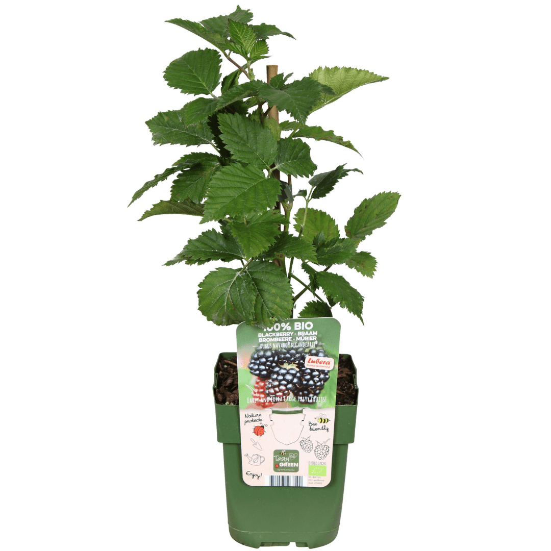 BIO Obstpflanzen - Set „Früchte - Oase“ – Mix aus 5 Sorten - Green Guardia - Ihr Experte für Schädlinge und Pflanzen
