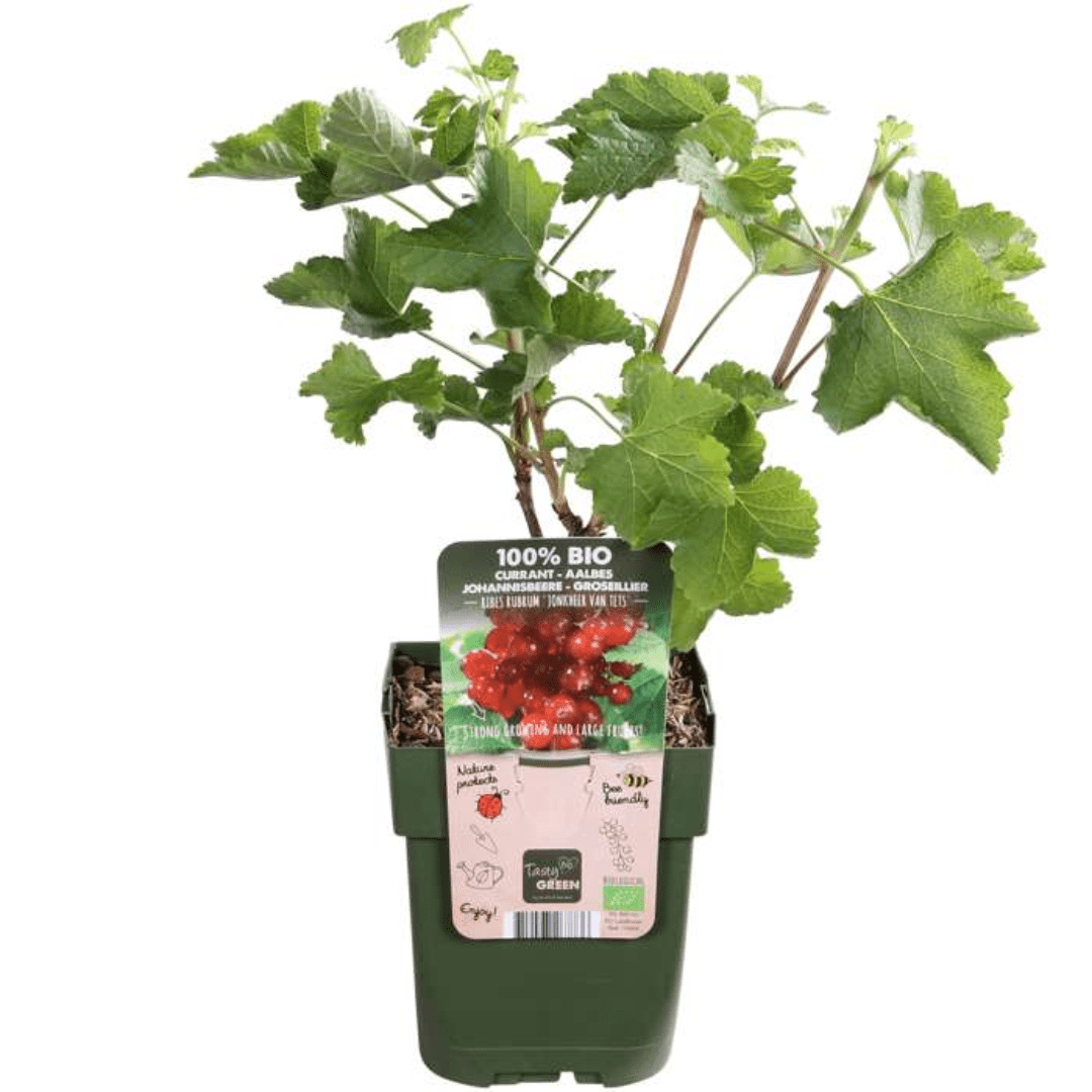 Bio - Stachelbeere – kräftige Jungpflanze im 13 - cm - Topf, 20 cm hoch - Green Guardia - Ihr Experte für Schädlinge und Pflanzen