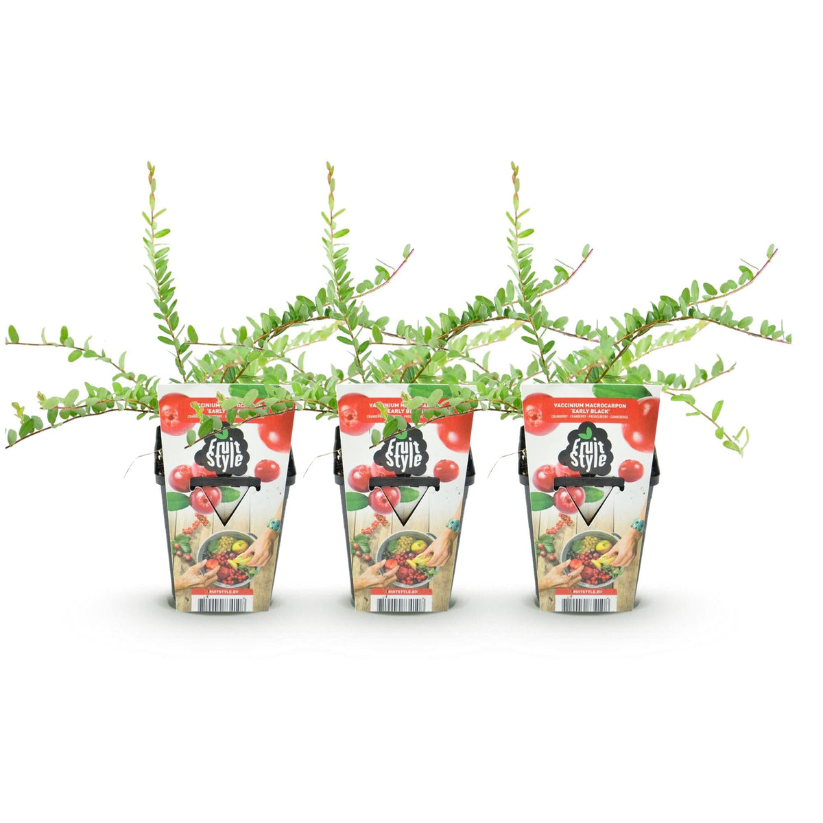 Blaubeere „Early Black“ (Vaccinium macrophylla) – winterhart, 3 Pflanzen im 9 cm Topf - Green Guardia - Ihr Experte für Schädlinge und Pflanzen