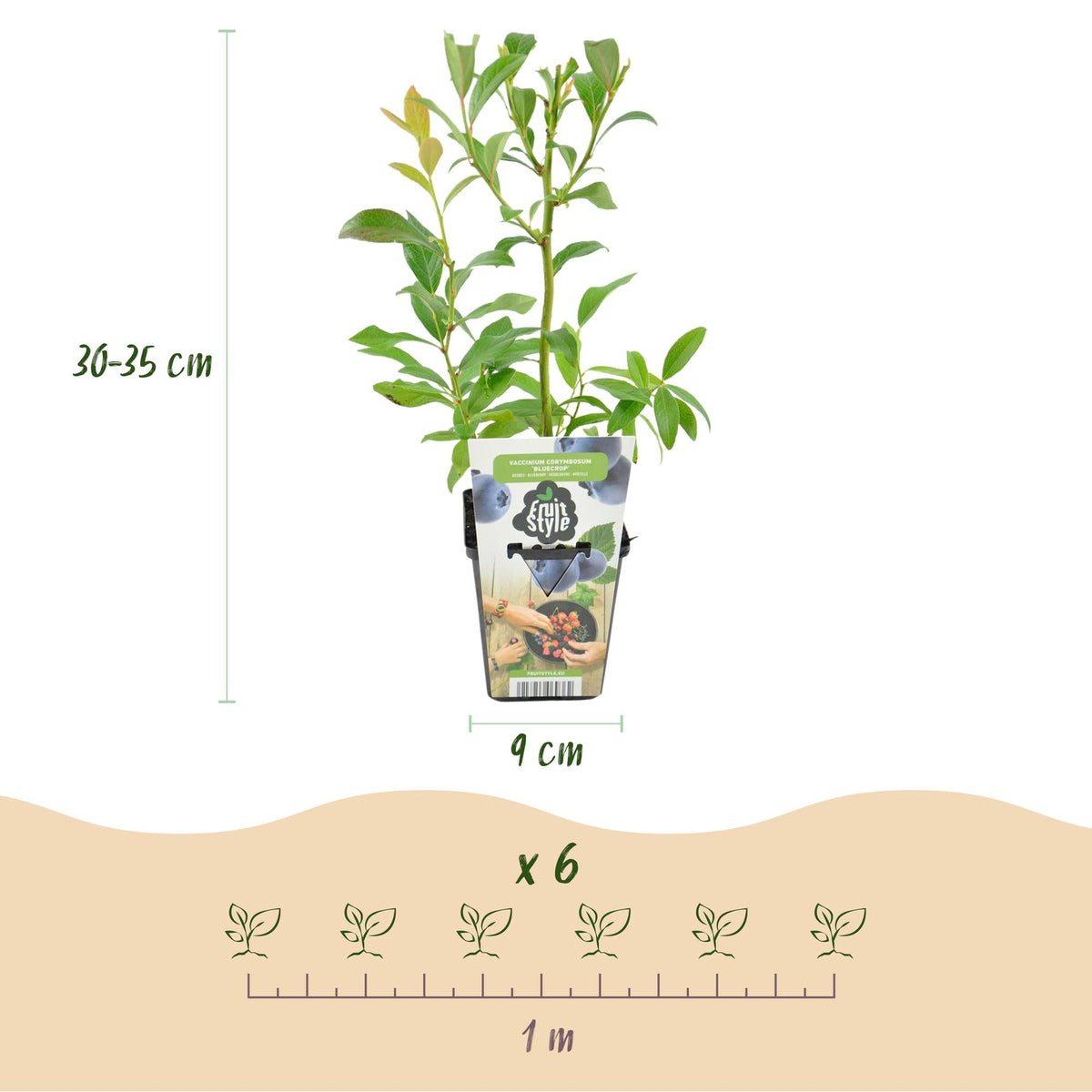 Blaubeere – Vaccinium corymbosum ‘Bluecrop’ – winterhart – blaue Beeren – 3 - 6 Pflanzen – 9 cm Topf - Green Guardia - Ihr Experte für Schädlinge und Pflanzen