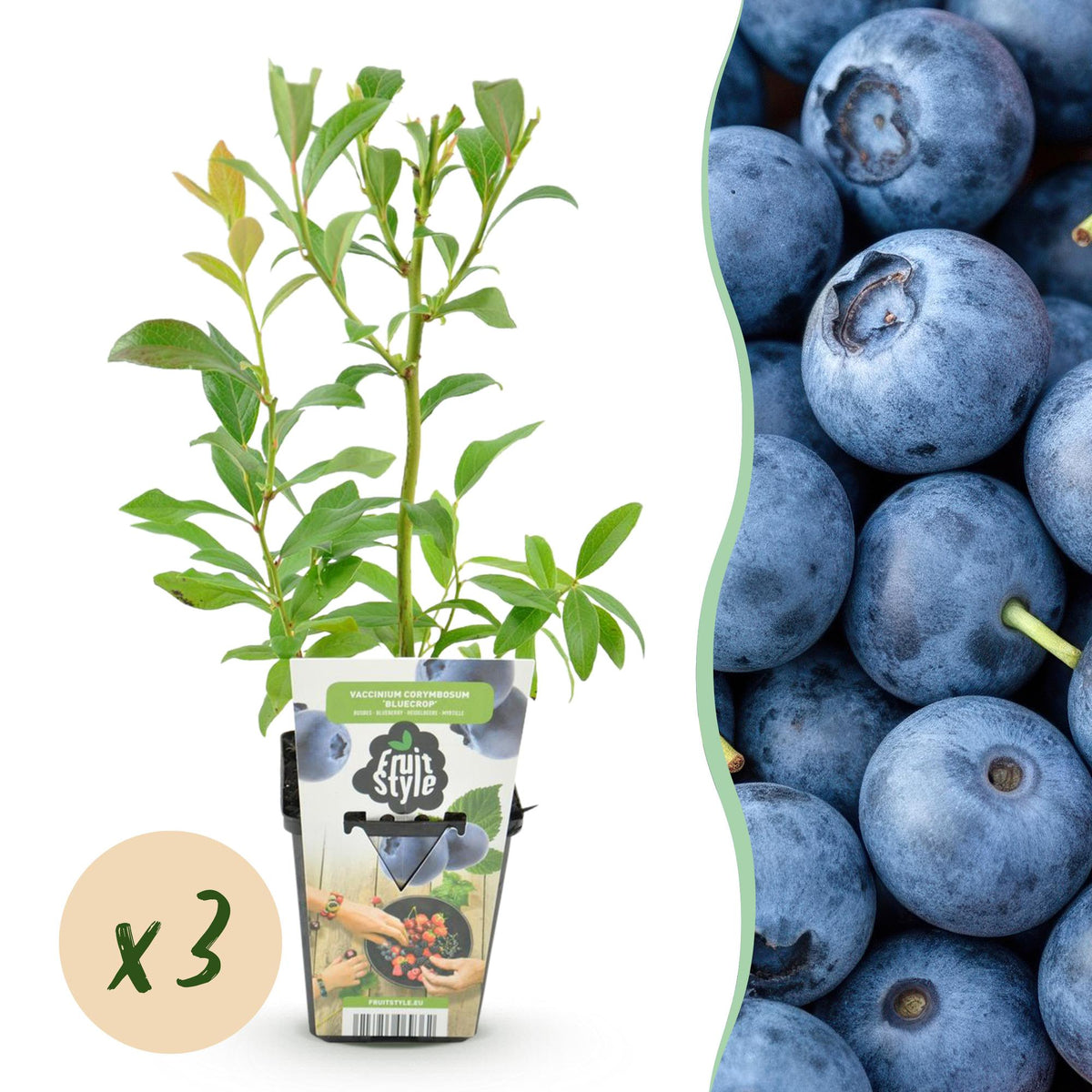 Blaubeere – Vaccinium corymbosum ‘Bluegold’ – winterhart – blaue Beeren – 3 - 6 Pflanzen – 9 cm Topf - Green Guardia - Ihr Experte für Schädlinge und Pflanzen