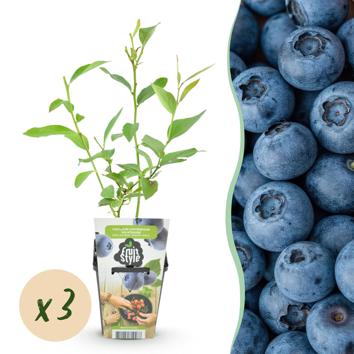 Blaubeere – Vaccinium corymbosum ‘Goldtraube’ – winterhart – blaue Beeren – 3 - 6 Pflanzen – 9 cm Topf - Green Guardia - Ihr Experte für Schädlinge und Pflanzen