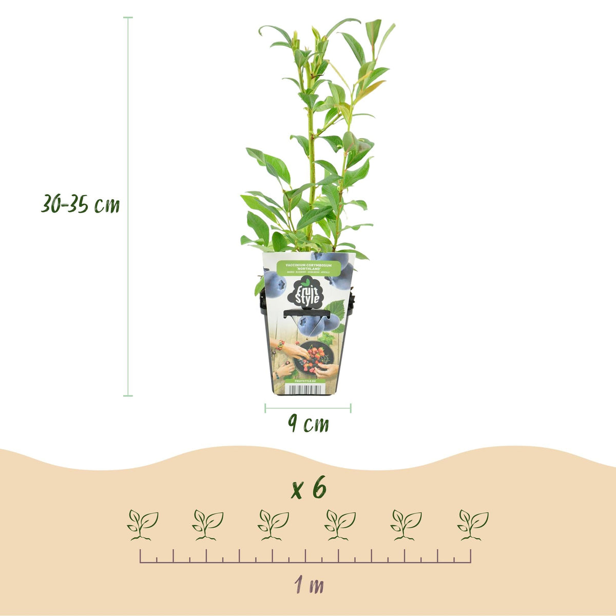 Blaubeere – Vaccinium corymbosum ‘Northland’ – winterhart – blaue Beeren – 3 - 6 Pflanzen – 9 cm Topf - Green Guardia - Ihr Experte für Schädlinge und Pflanzen
