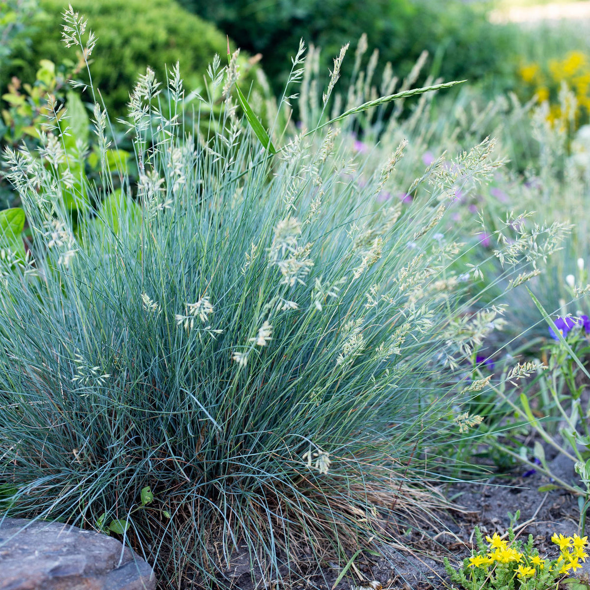 Blauschwingel ‘Intense Blue’ (Festuca glauca) – immergrün, 17 cm Topf, 50 cm Höhe - Green Guardia - Ihr Experte für Schädlinge und Pflanzen