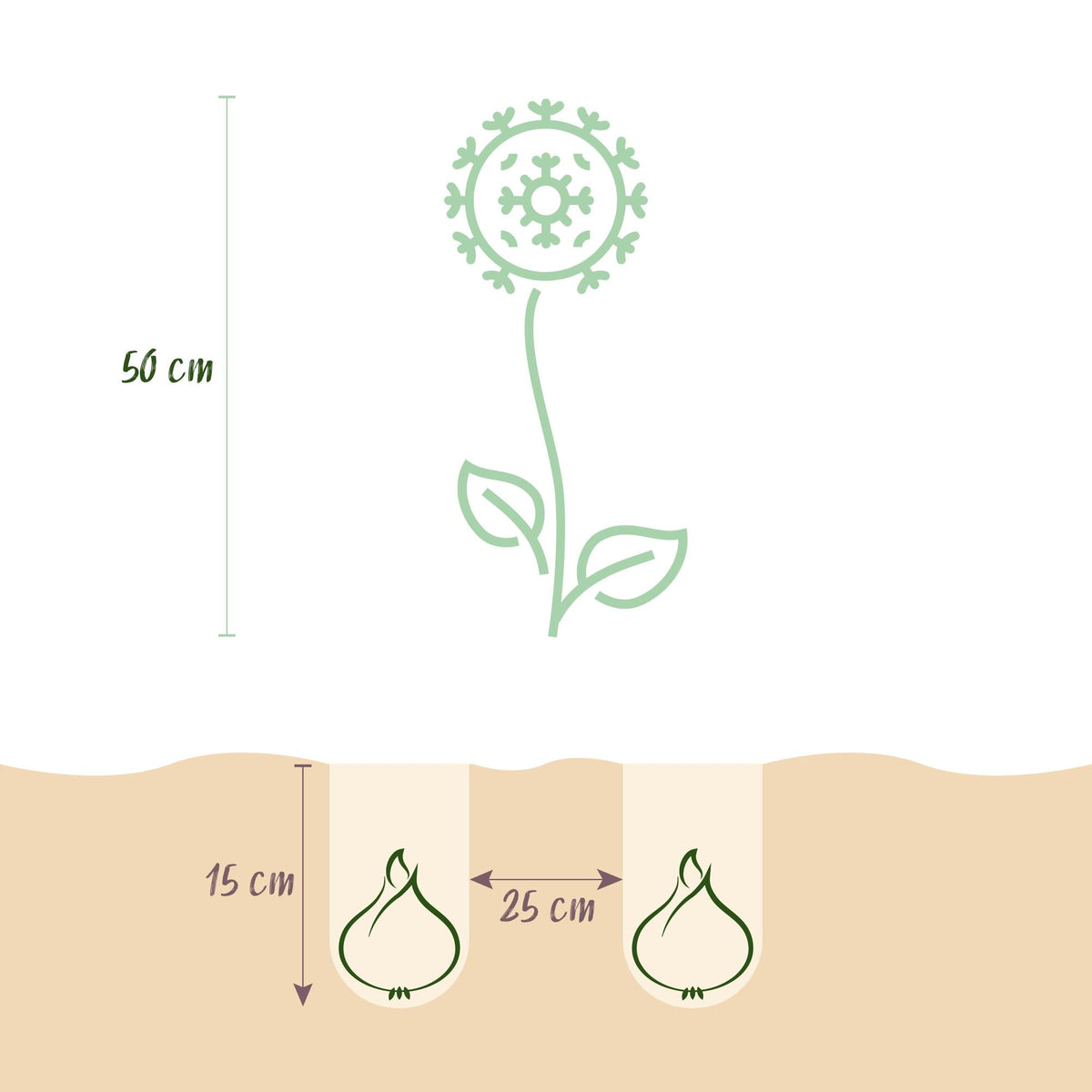 Blumenzwiebeln – Allium christophii – winterhart & mehrjährig – lila – 15 Stück – Zwiebelgröße 10/2 – XXL Pack - Green Guardia - Ihr Experte für Schädlinge und Pflanzen