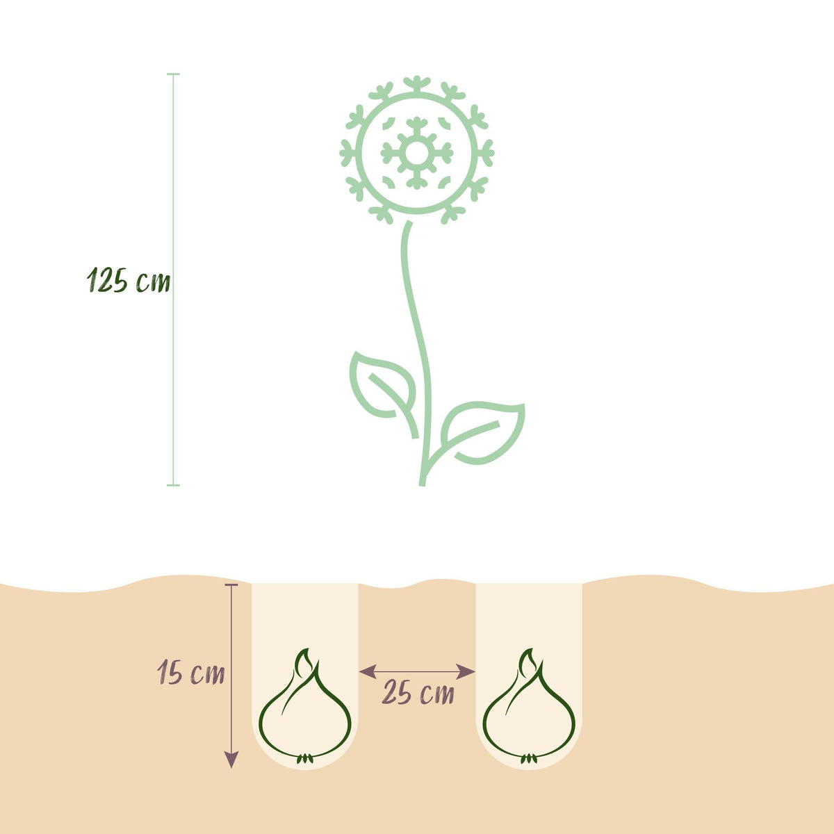 Blumenzwiebeln – Allium ‘Gladiator’ – winterhart & mehrjährig – lila – 5 Stück – Zwiebelgröße 16/18 – XXL Pack - Green Guardia - Ihr Experte für Schädlinge und Pflanzen