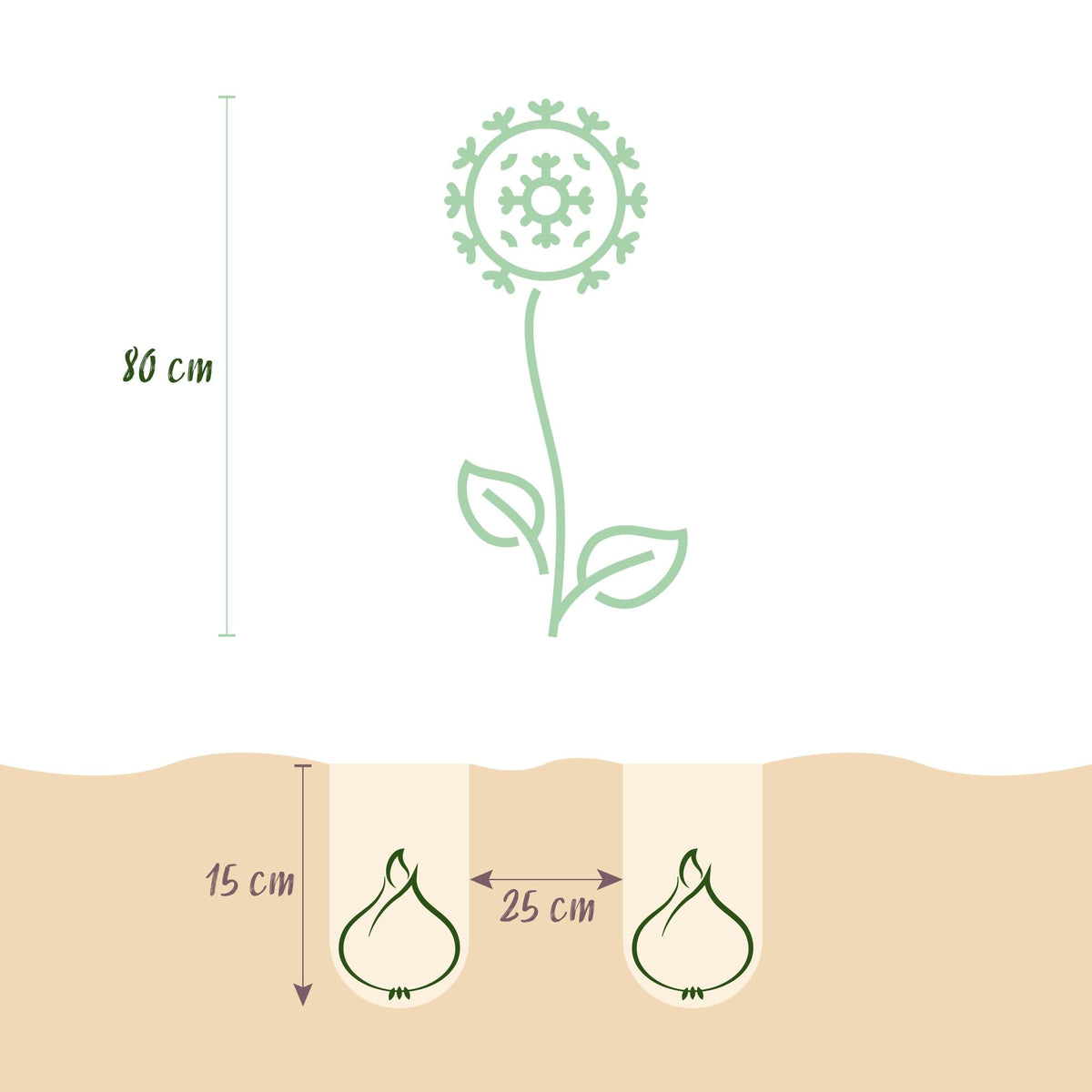 Blumenzwiebeln – Allium sphaerocephalon – winterhart & mehrjährig – lila – 100 Stück – Zwiebelgröße 5/6 – XXL Pack - Green Guardia - Ihr Experte für Schädlinge und Pflanzen