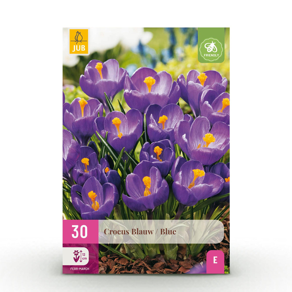 Blumenzwiebeln – Crocus ‘Blue’ – winterhart & mehrjährig – blau – 30 Stück – Zwiebelgröße 7/8 – XXL Pack - Green Guardia - Ihr Experte für Schädlinge und Pflanzen